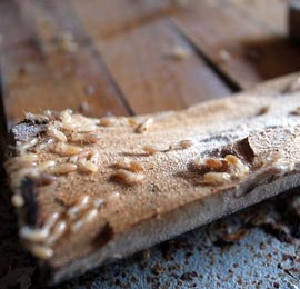 Termites feeding on a piece of wood.